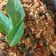 Cooksnap dari Theea Anesh untuk resep Tongkol Suwir Pedas Daun Kemangi