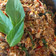 Cooksnap dari Theea Anesh untuk resep Tongkol Suwir Pedas Daun Kemangi