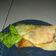 Cooksnap dari Nuha Azizah untuk resep Kulit tortilla