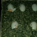 El cooksnap de Veronica Azziorri cuando hizo Tarta de acelga con atún y queso muzzarella.