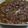 Cooksnap Zuraidah Abu Bakar semasa beliau membuat Sambal Hitam Bunga Kantan.