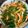 郭宥均 的 脆炒海蘆筍 cooksnap