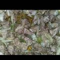 صورة من عاشقة الاقصى، شاركها بعد تجربة وصفة معلاق / كبدة خروف