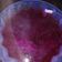 Cooksnap dari Siti Asih untuk resep ✿ Agar Agar Buah Naga ✿