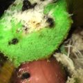 Cooksnap dari Komink Diika untuk resep Pandan Sponge Cake Lembut banget + anti seret