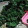 Cooksnap dari Widjie Astuti untuk resep Tape Ketan bungkus Daun