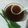 Cooksnap dari Lita Kitchen untuk resep 250. Kinca Gula Merah / Sirup Gula Merah (dijamin kental)