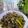 Cooksnap 0h Hana !! semasa beliau membuat Siput Sedut Masak Lemak Cili Padi.