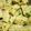 Varsha Dave's cooksnap of when they made ચણા ના લોટ ના ઢોકળા (Chana Flour Dhokla Recipe In Gujarati).