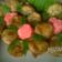 Cooksnap dari Kaloka Kitchen untuk resep PisGor Bunga