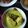 Cooksnap dari Adam's Mommy untuk resep Gulai Ikan ala Padang (Pangek Masin)