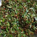 Hemaxi Patel's cooksnap of when they made ગુલકંદ પાન મુખવાસ (Gulkand Paan Mukhwas Recipe In Gujarati).