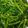 Cooksnap dari Sandra Cuit Cuit untuk resep Kangkung masak Saori