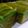 Cooksnap dari Dian Dogen untuk resep Kue Lapis Pepe Pandan