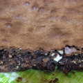 El cooksnap de peck@hotmail.es cuando hizo Brownie de Nocilla.