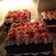 Cooksnap dari Pipit Nashwa untuk resep RED VELVET CAKE (Super moist with CreamCheese Frosting