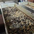 Cooksnap dari Erni Nugraha Diwati untuk resep Bolu pisang