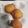 El cooksnap de Kis Nose cuando hizo Buñuelos de bacalao Versión 2.0.