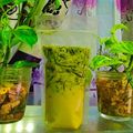 Cooksnap dari Nurgustiasih 26 untuk resep Es Cincau Susu Creamy #prRamadhan_Takjil #PekanInspirasi