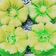 Cooksnap dari Silya Larope untuk resep Putu Ayu -keto #ketopad_cp_ketobeticcake