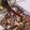 Cooksnap de Eunice Carvalho quando cozinhou Amêijoas à Bulhão Pato #ameijoas.
