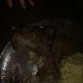 El cooksnap de Elena Hebe Castilla cuando hizo Costillas de cerdo a la cerveza.