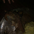 El cooksnap de Elena Hebe Castilla cuando hizo Costillas de cerdo a la cerveza.