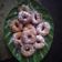 Cooksnap dari Haryati Savitri untuk resep Donut kentang