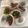 Cooksnap dari ikakasmiri untuk resep Steam Kerang Madu
