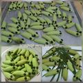 Cooksnap dari JeniTe 👩‍🍳 untuk resep Semprit Susu,3 Bahan