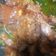 Cooksnap dari rizpram untuk resep Krengsengan Daging Enak Bumbu Simple