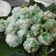 Cooksnap dari Primadona Warteg untuk resep Klepon tepung ketan