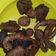 Cooksnap dari Rainiimam untuk resep Beng Beng Choco Cookies Goreng