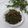 Ranjana Balaji mali's cooksnap of when they made कडिपत्त्याची खमंग चटणी (kadhipatta chutney recipe in marathi).