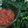 Cooksnap dari Nur Fauziah untuk resep Sambal merah ala padang