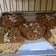 Cooksnap dari stich untuk resep Cookies oatmeal kurma