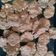 Cooksnap dari dian untuk resep Carrot Oat Cookies #masihdalammenudiet