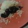 Cooksnap dari Hediana Mariyani untuk resep Brownies kw steam lapis keju (cemilan DEBM)
