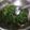 Varsha S M's cooksnap of when they made मेथी भाजी (Methi Bhaji Recipe In Marathi).