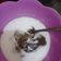 Cooksnap dari Anisa Primasari untuk resep Bubur sagu gula merah