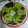 Cooksnap dari Le Win untuk resep Bolu Kukus Pandan Coklat