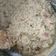 El cooksnap de Deivit Monne cuando hizo Risotto de alcachofas y jamón.