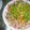 Cooksnap de 🌷𝓕𝓵𝓪𝓿𝓲𝓪 𝓞𝓵𝓲𝓿𝓮𝓲𝓻𝓪 🌷 quando cozinhou Vinagrete Simples 🥗.