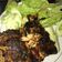 Cooksnap dari Suchin Liaw untuk resep Gurame bakar pedas manis (panggang teflon) 😁