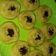 Cooksnap dari Laily Marhama untuk resep Kue lumpur kentang kukus