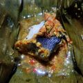 Cooksnap dari a.n.a untuk resep Brengkes (pepes) ikan nila & kembung