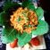 Sneha Patel's cooksnap of when they made ટોમેટો રાઈસ (tomato rice recipe in gujarati).