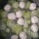 Cooksnap dari Tiya untuk resep Soup oyong baso ikan