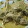 Cooksnap dari asri wahyuningrum untuk resep 135. Ayam Masak Lodo