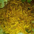 Cooksnap dari Nisa Novita untuk resep Usus Ayam Rica Kemangi